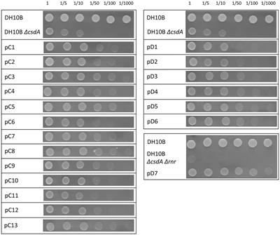 Isolation of novel cold-tolerance genes from rhizosphere microorganisms of Antarctic plants by functional metagenomics